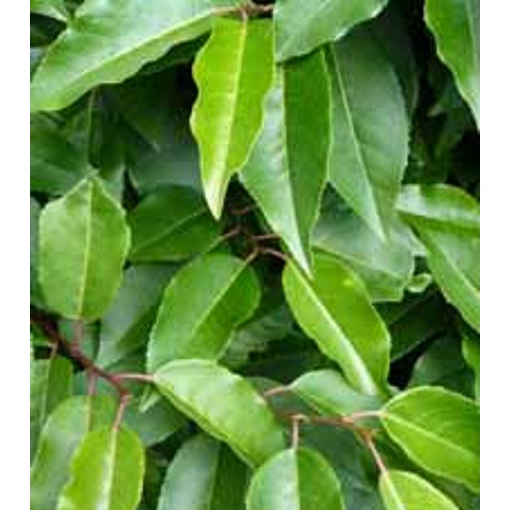 Lagerkörsbär – Prunus lusitanica 'Angustifolia' - 90 CM Stem C20